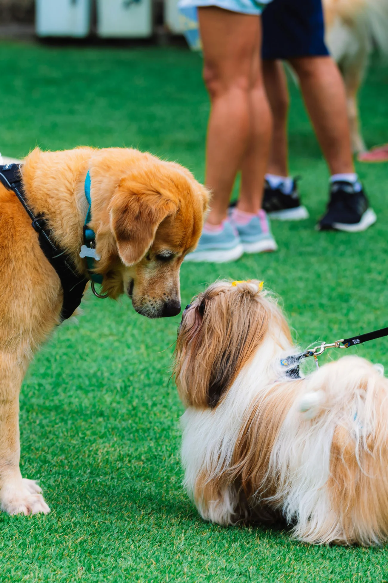 Dogs playing together