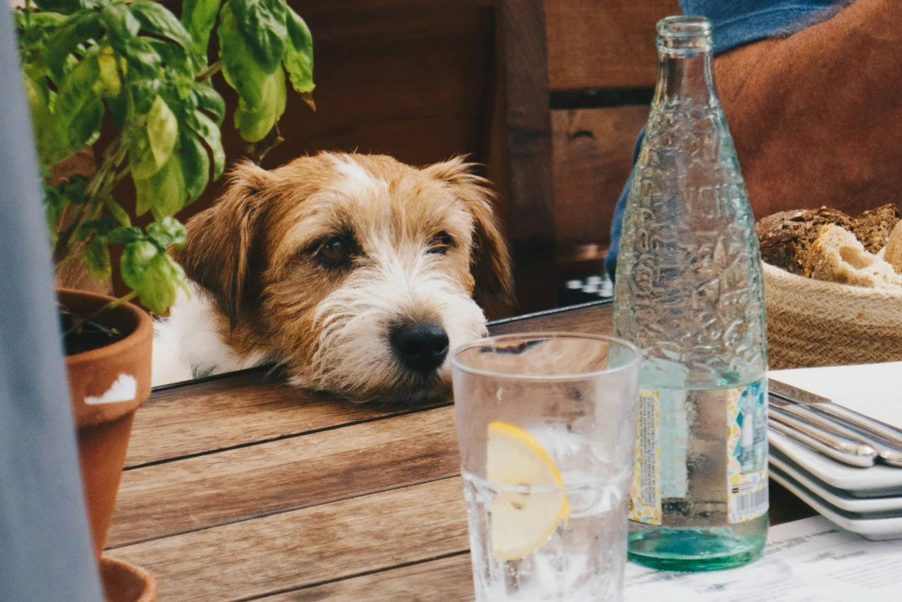 Dog relaxing at cafe terrace