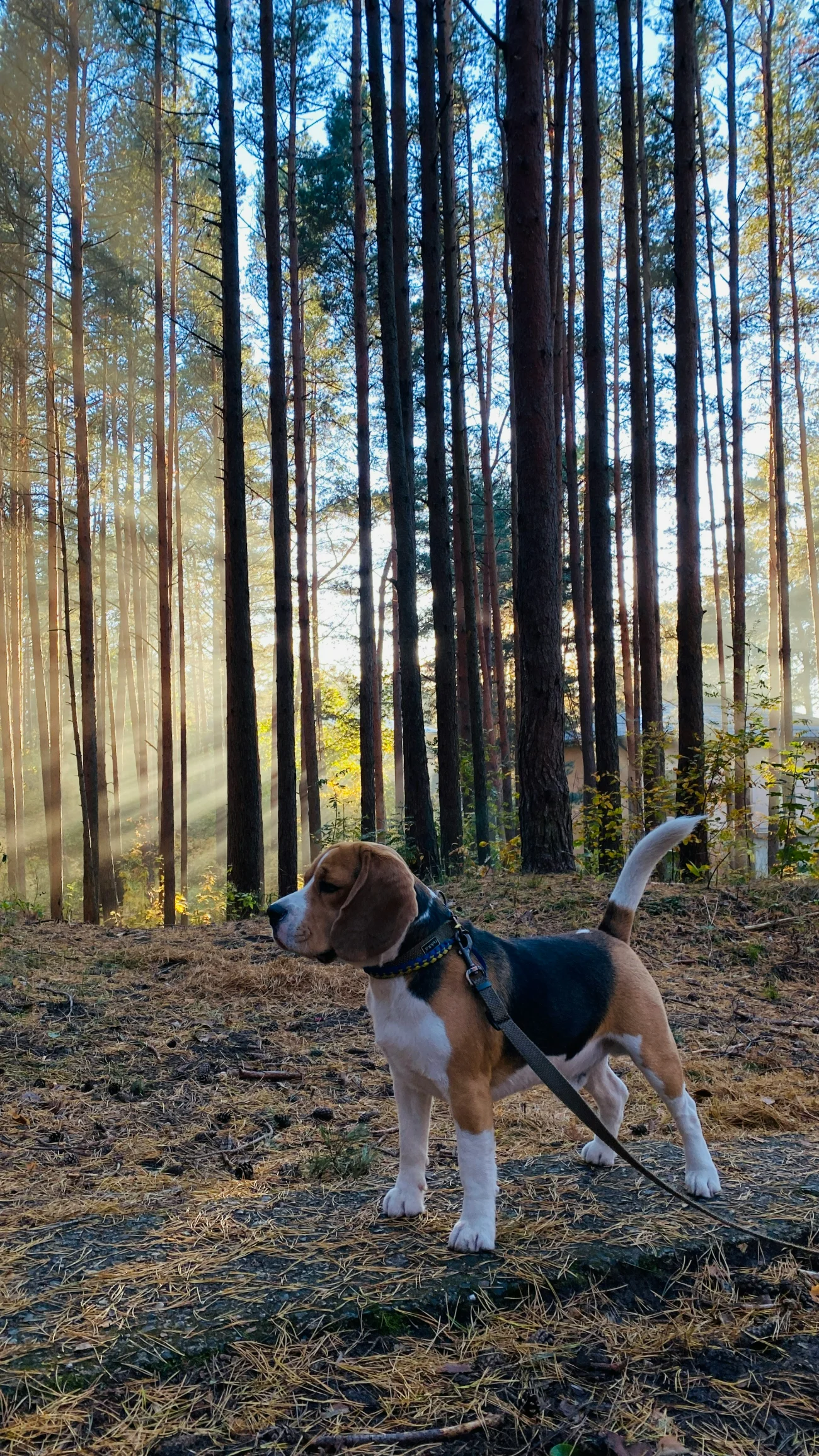 Walking dog during sunset