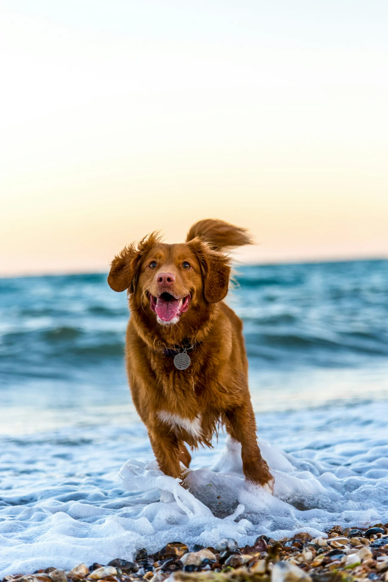 Dog at the beach
