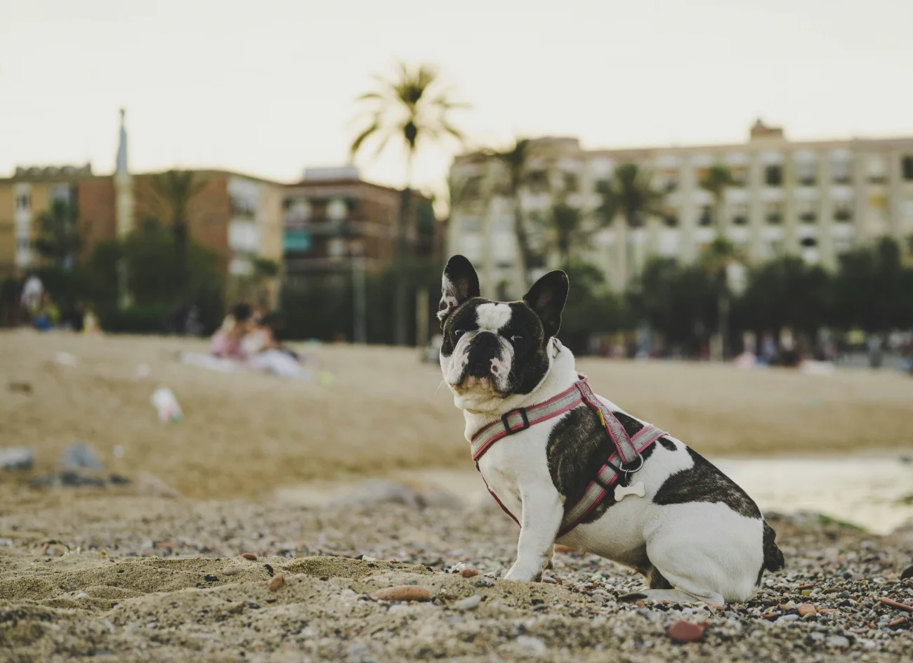 Best Dog Parks in Barcelona (2026 Guide)