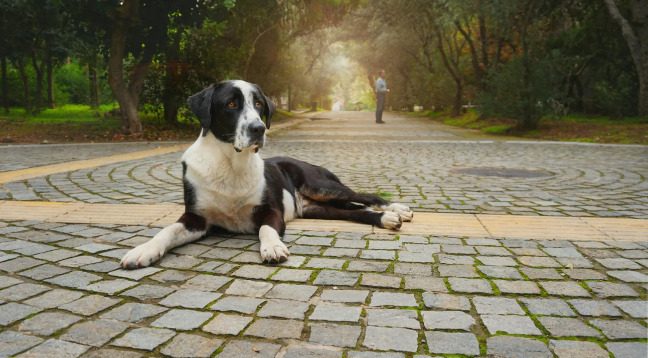 Large dog park