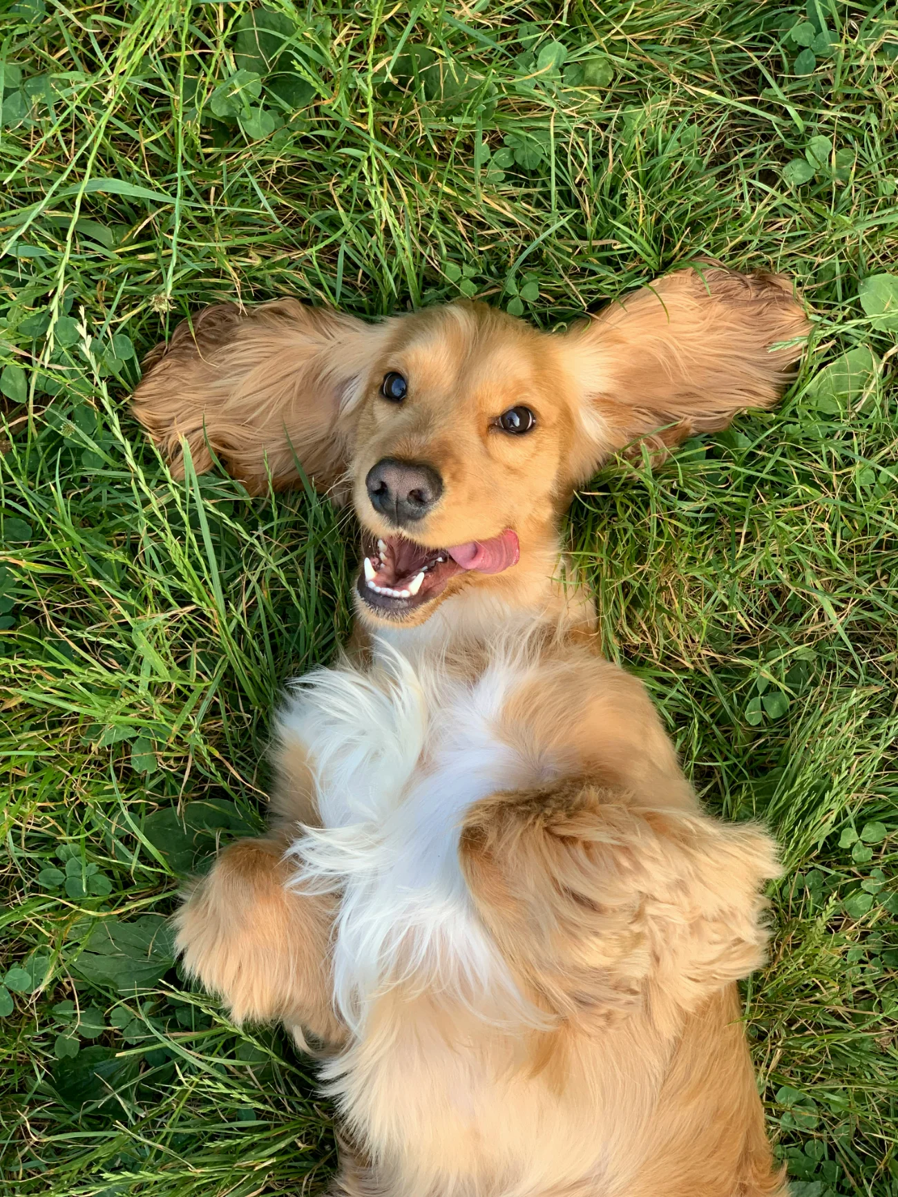 Dog on the grass