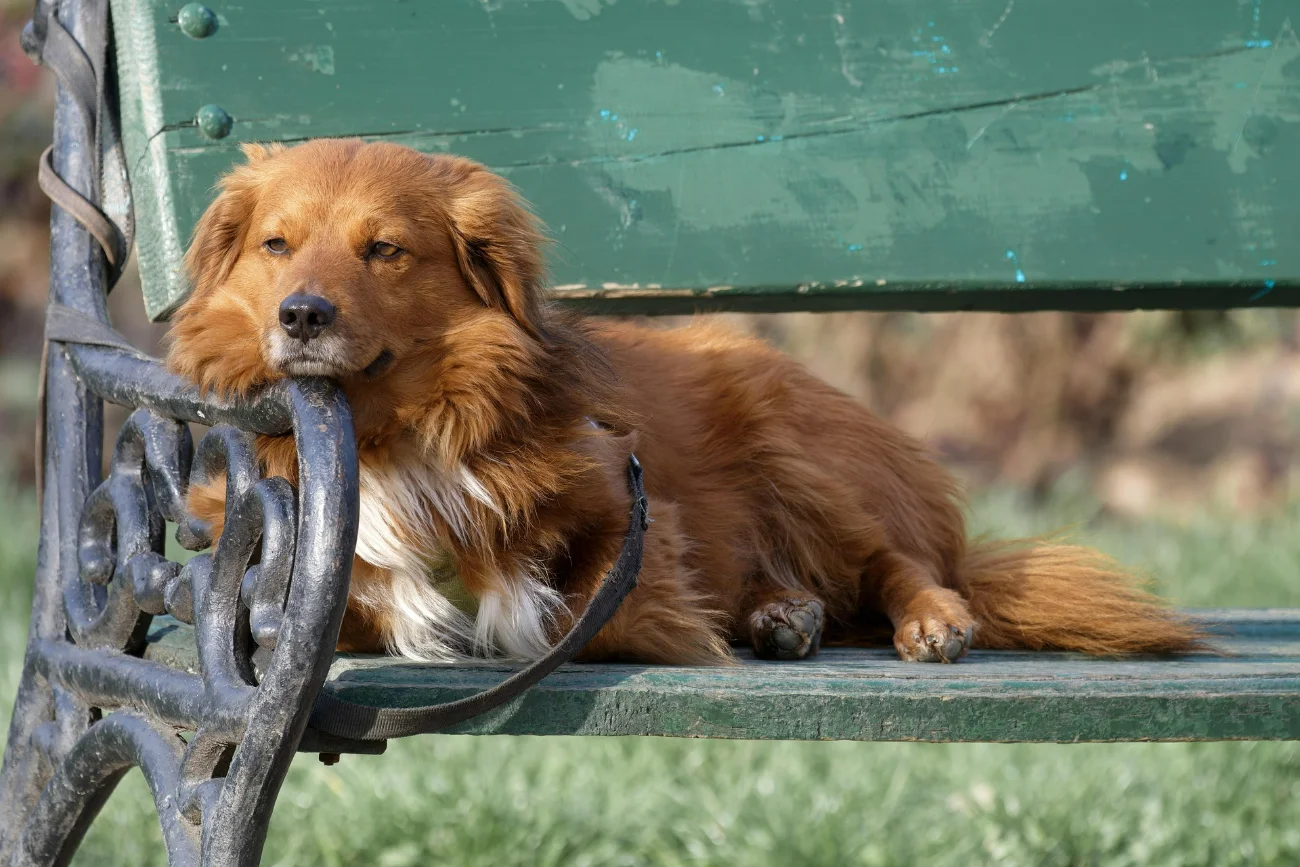 Dog running free in a park at sunset — the ritual no algorithm has been able to cancel