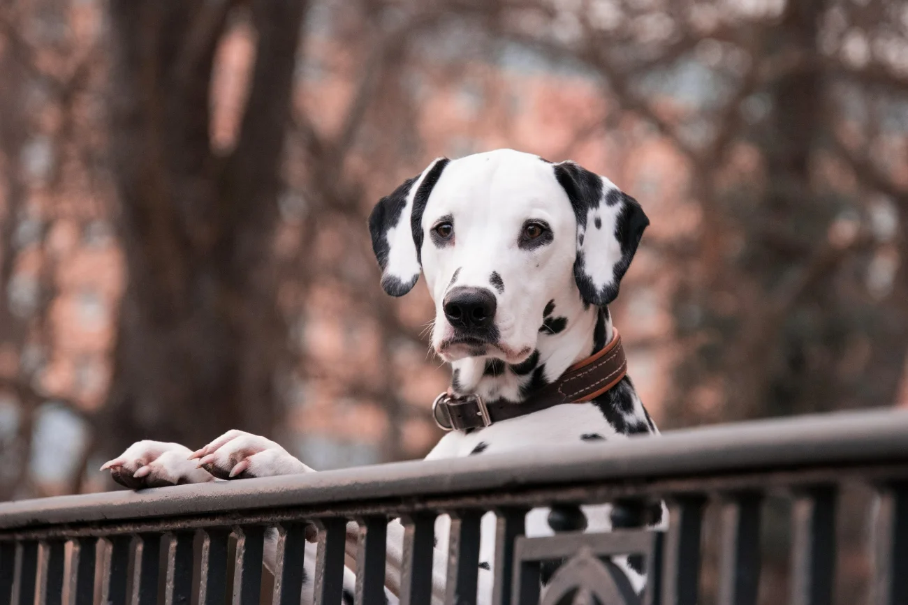 Dog waiting by the front door — the daily ritual no algorithm can cancel