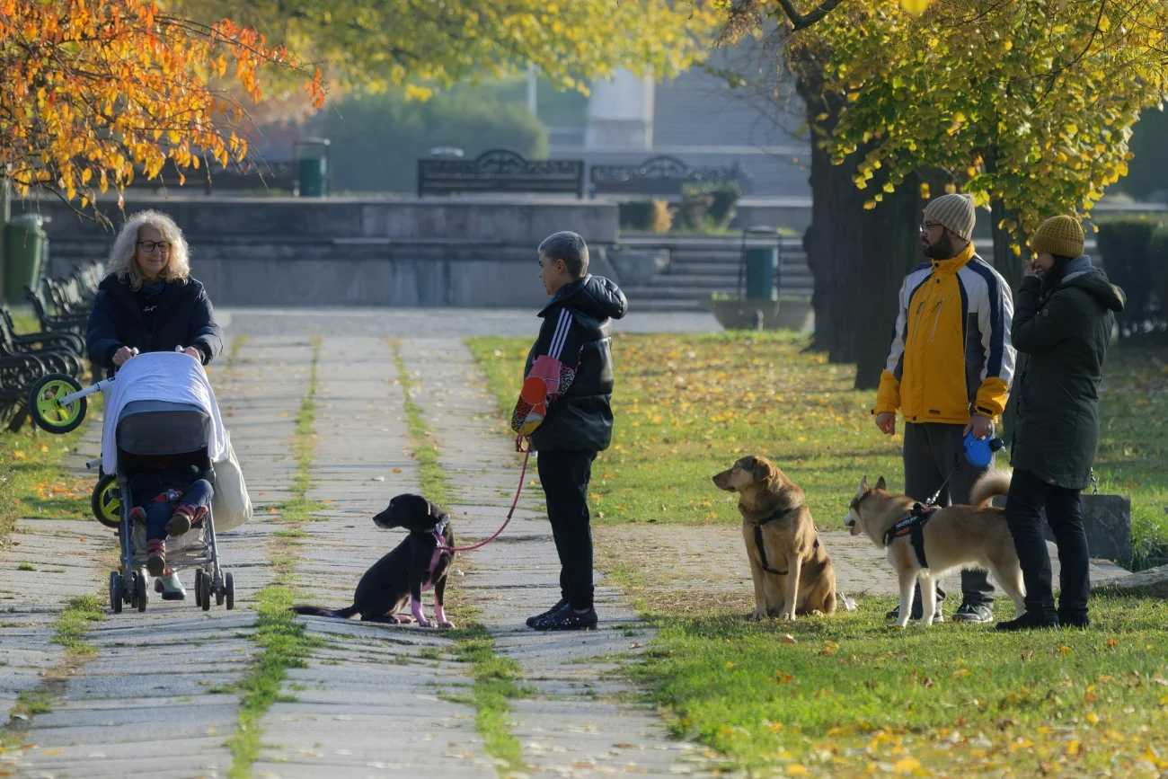 People with dogs gathered in an urban park — the community born from walks