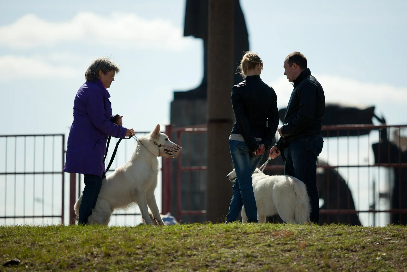 Strangers chatting in a park with their dogs — the human fabric that builds community