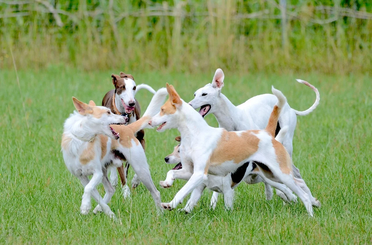 examples of dogs with different profiles, energy levels, and temperaments