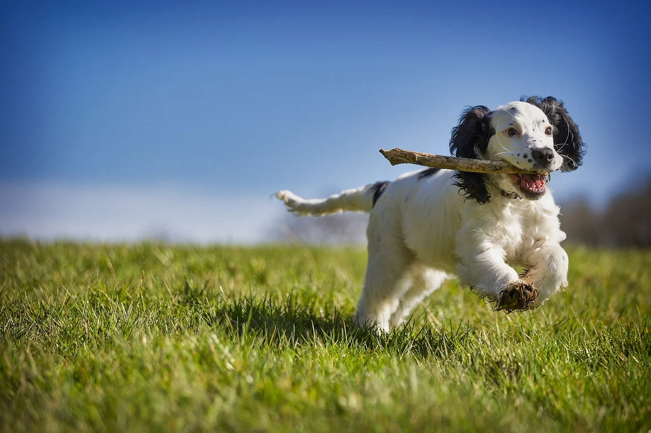 Routes, Dog-Friendly Places and Friends Near You