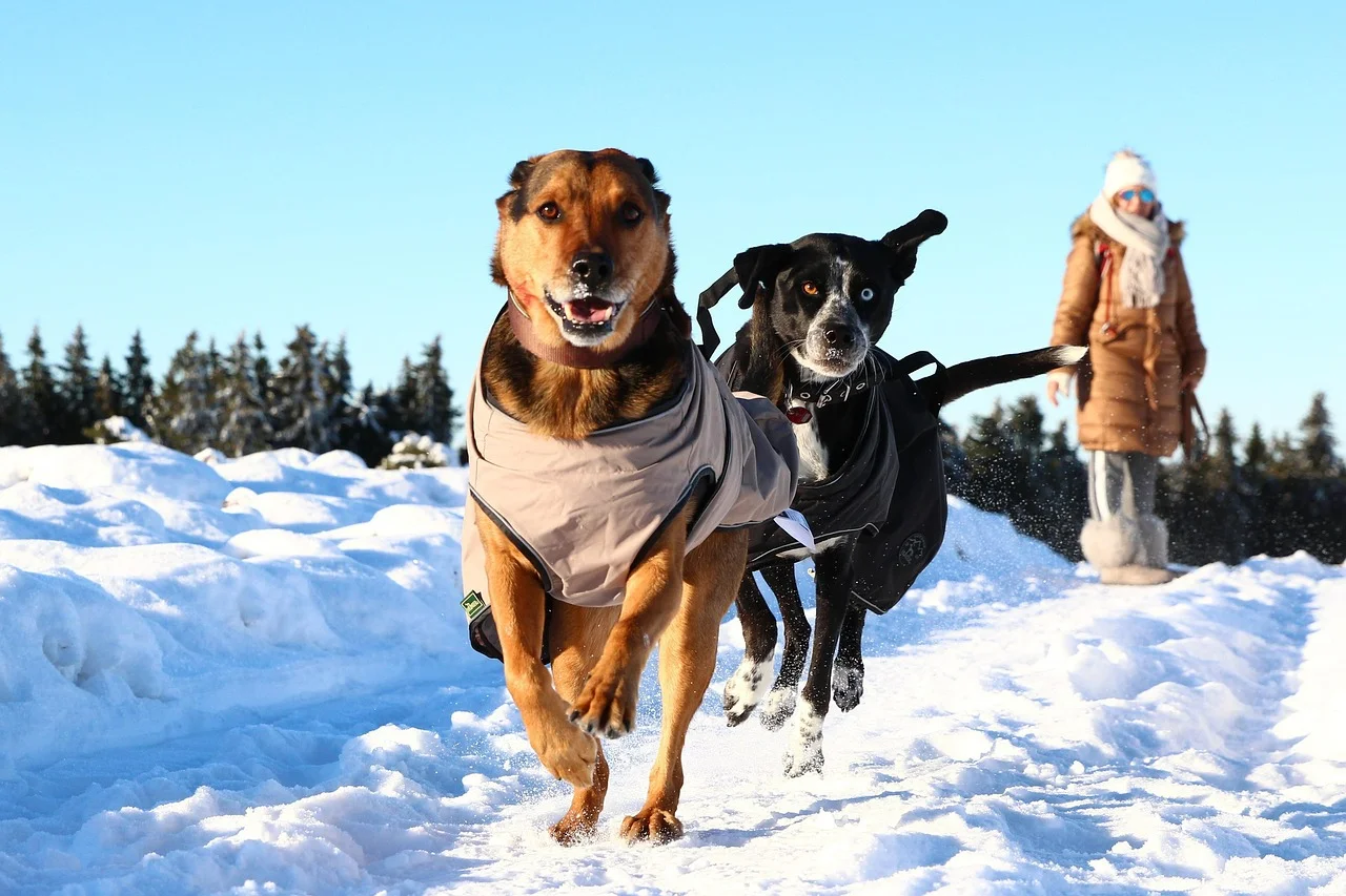happy dogs running together along a route at sunset