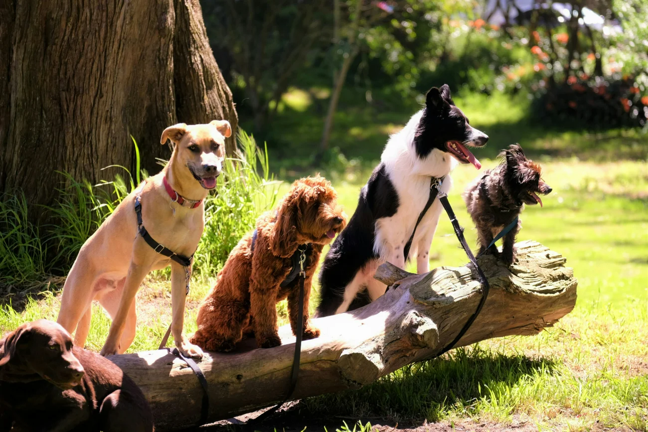 A loose group of dogs chatting in an open city park on a warm morning