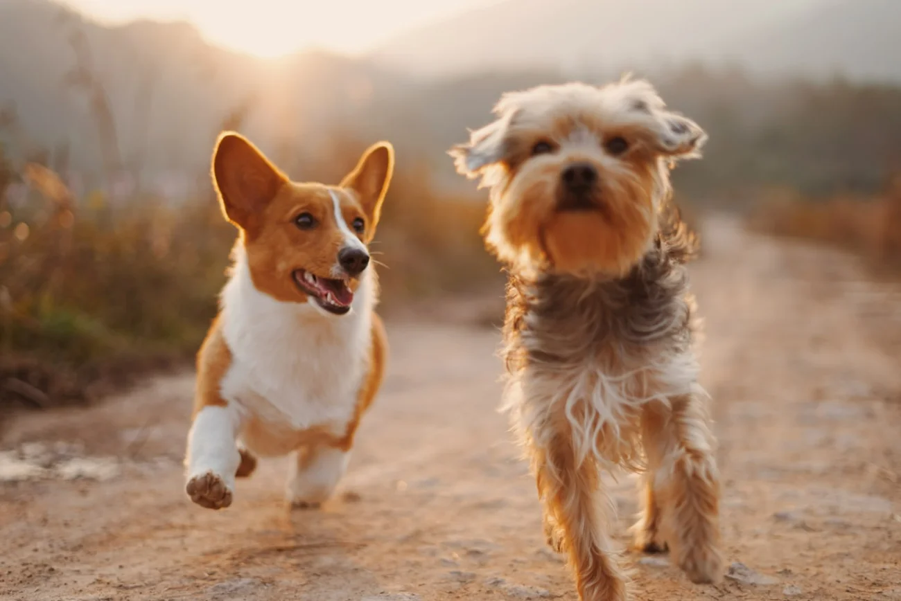 Dogs walking at golden hour