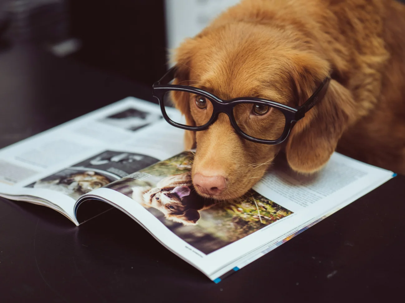 Living in the Neighborhood with Your Pet - Ultimate Guide 2026