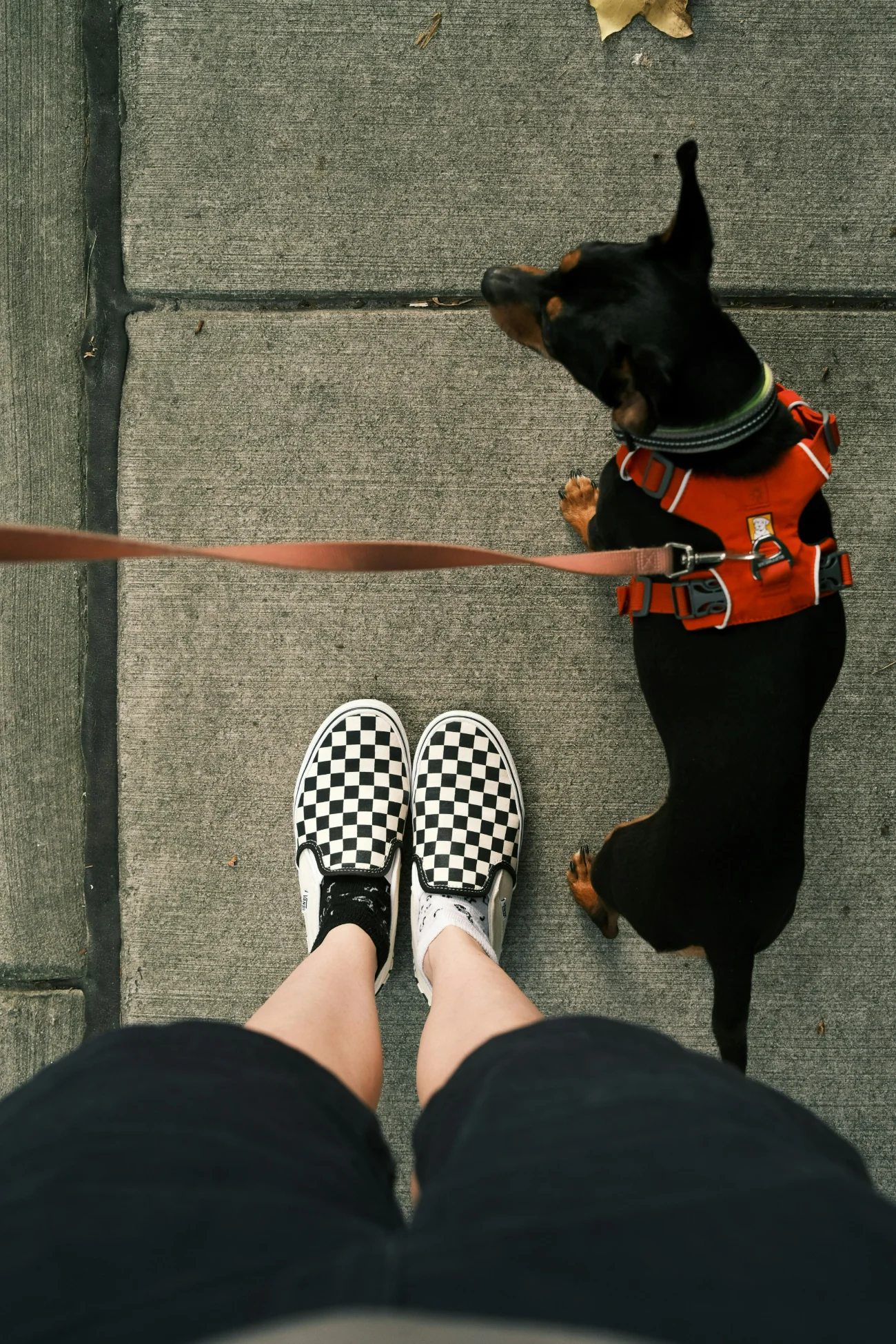 A dog pulling slightly ahead in a city park