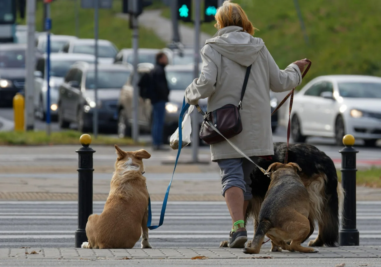 Two dogs with owner