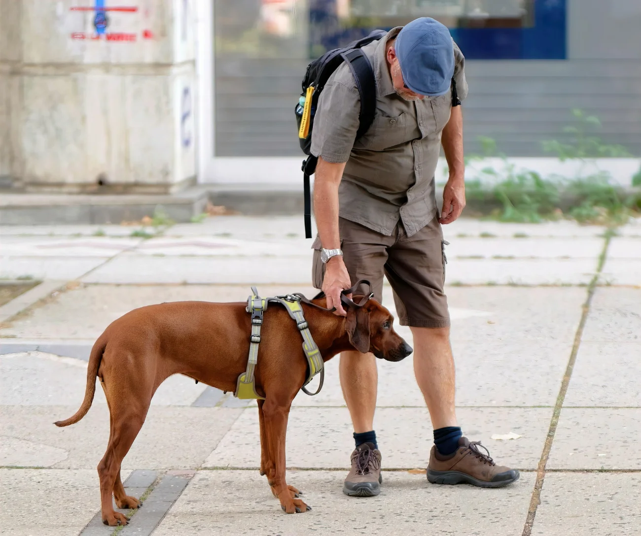Pet friendly Barcelona neighborhoods