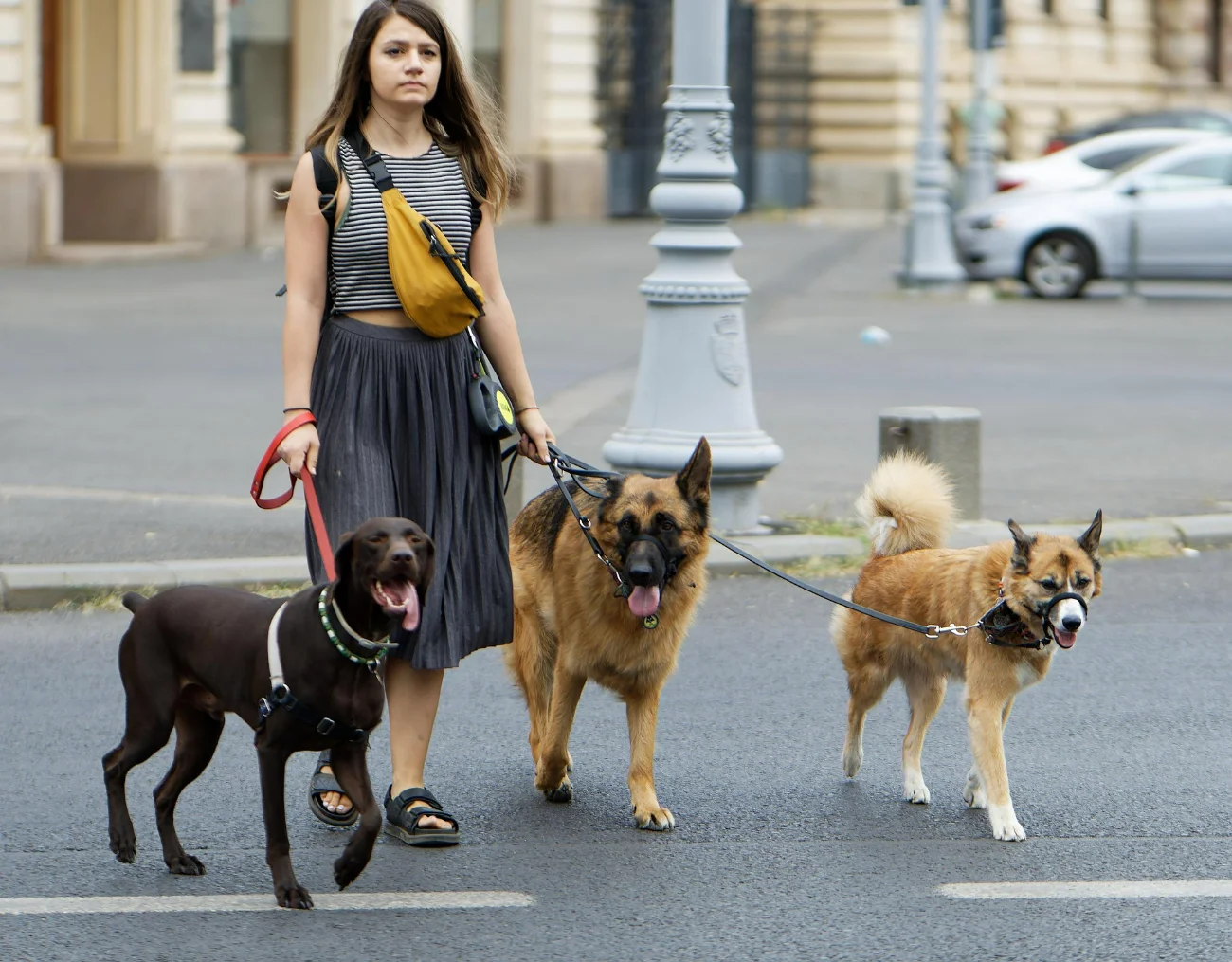 Owner with dogs walking in Barcelona