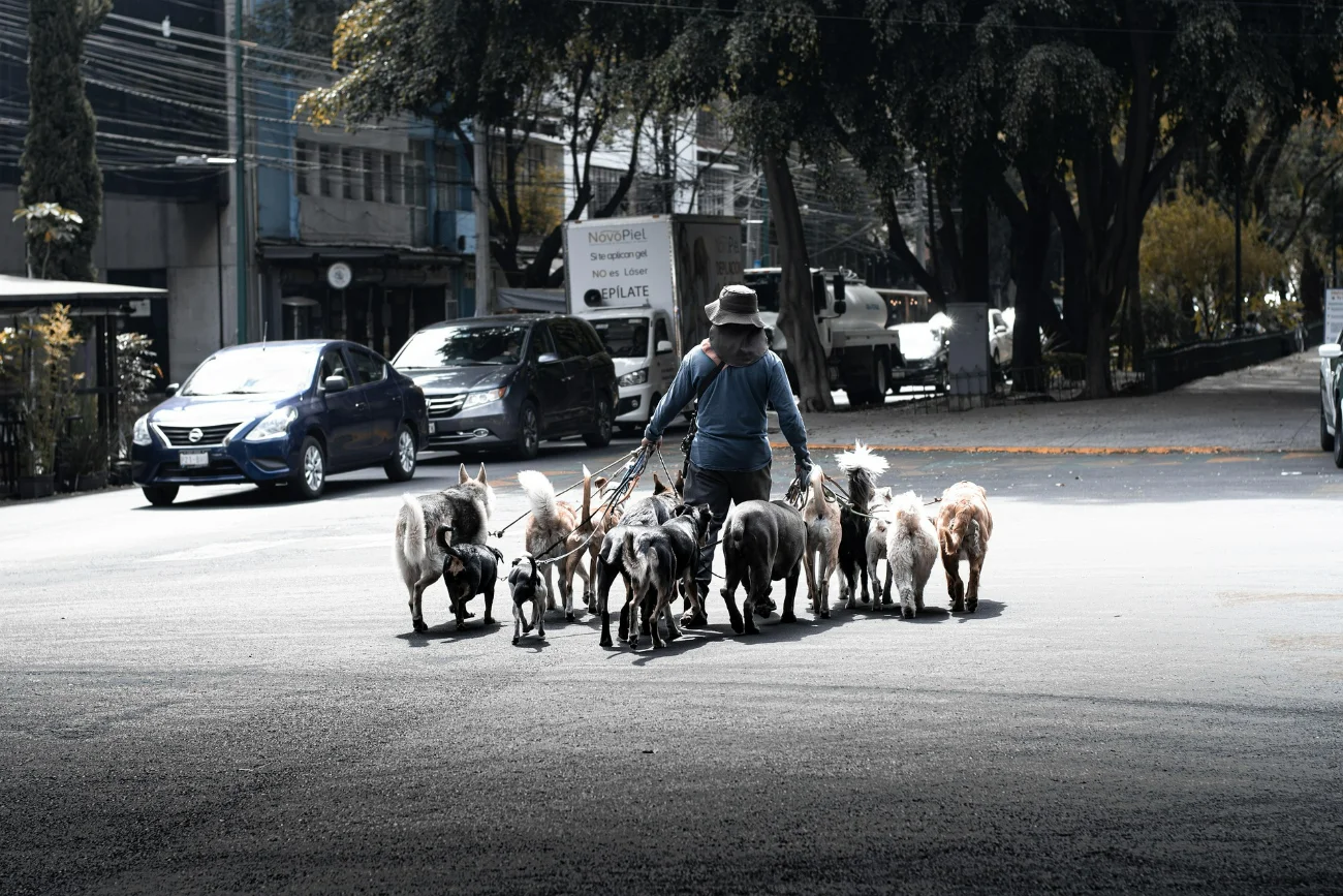 A dozen of dogs on a Barcelona sidewalk street